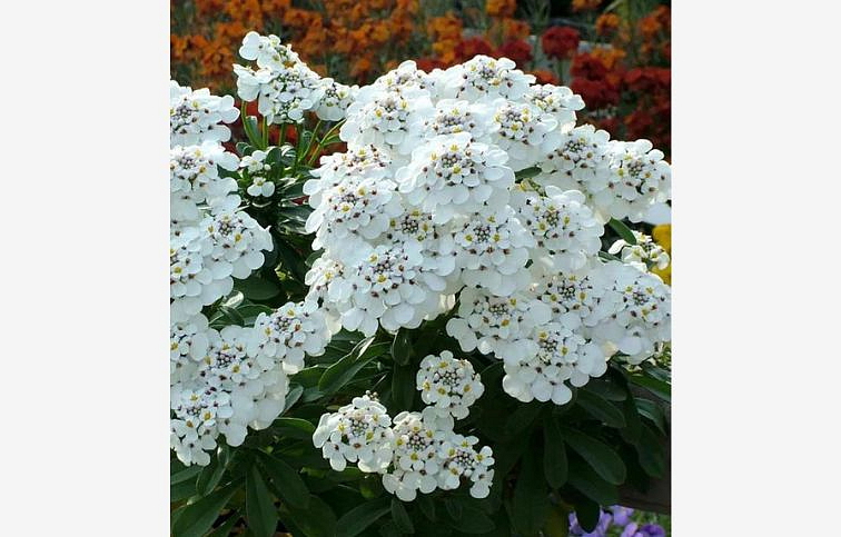 Iberka vždyzelená Masterpiece - Iberis, kont. 0,5 l