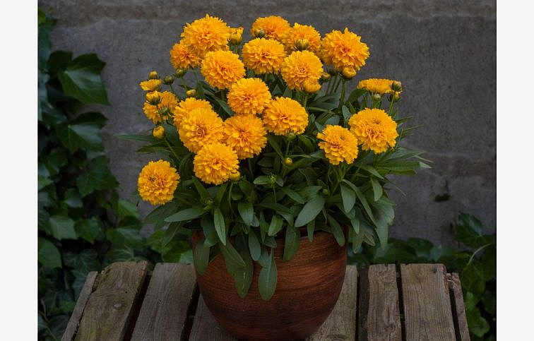 Krásnoočko Solanna Golden Sphere - Coreopsis, kont. 0,5 l