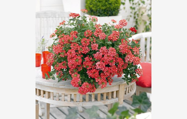 Železník Estrella Voodoo Red Star - Verbena, kont. 0,5 l