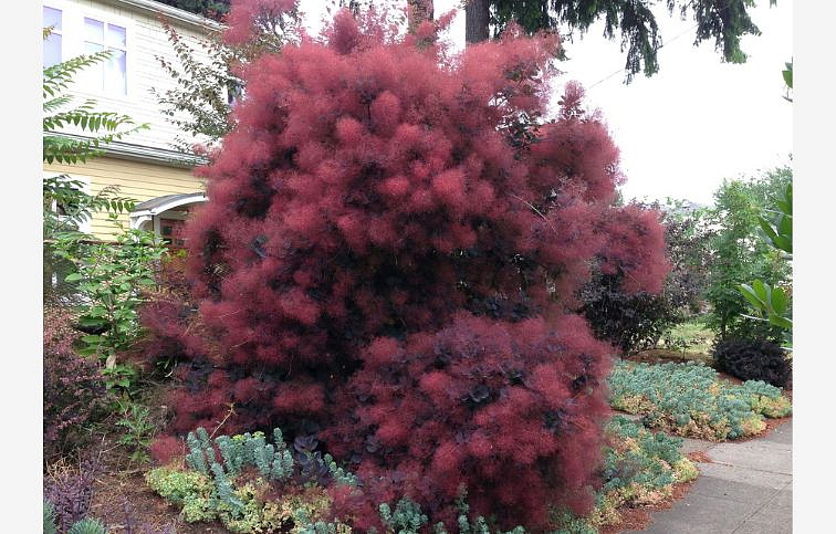 Škumpa vlasatá Royal Purple 40-60 cm, kont. 3 l