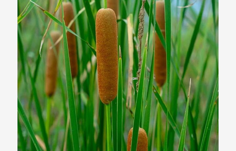 Pálka úzkolistá - Typha angustifolia, kont. p9