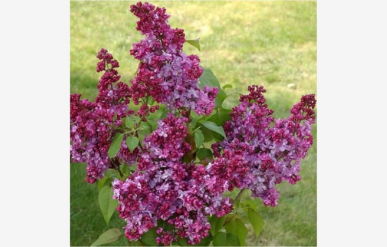 Orgován obyčajný Prince Wolkonski 30-60 cm, kont. 3-4 l