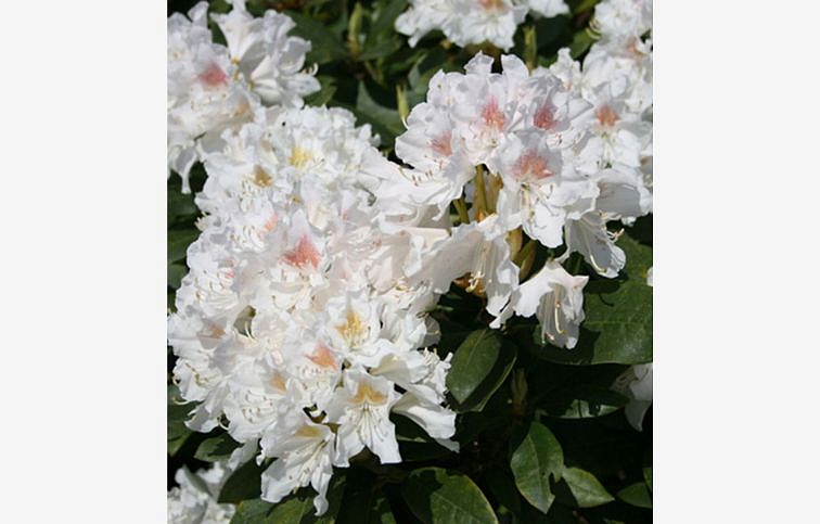 Rododendron hybridný Cunninghams White 20-30cm - Rhododendron kont. 2 l