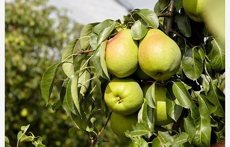 Hruška Lucasová, podp. Kaukazská hruška, voľnok.