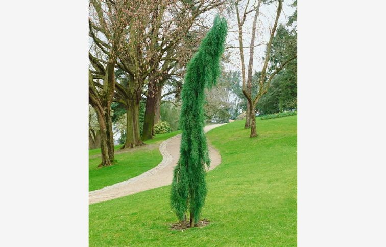 Sekvojovec mamutí Pendulum 200-220cm, kont. 35 l