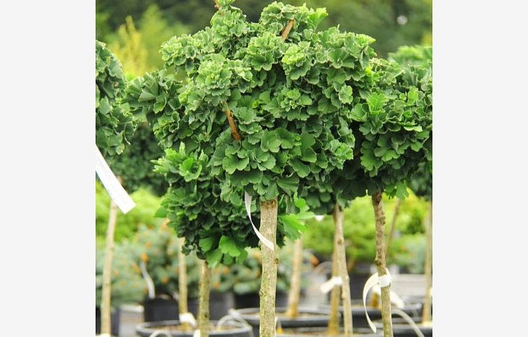 Ginko dvojlaločné Troll na cca 210cm kmienku, v. 240-280cm, obvod kmeňa 8-10cm, kont. 25 l