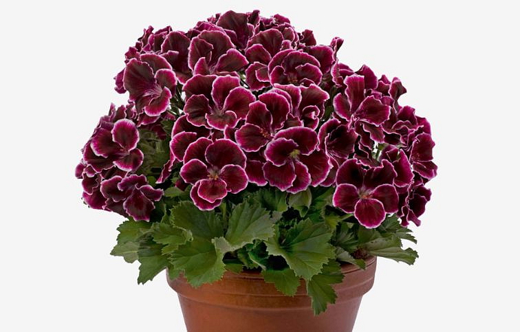 Muškát veľkokvetý Aristo Black Beauty - Pelargonium, kont. 0,7 l
