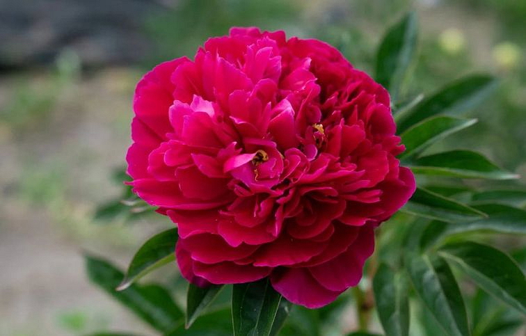 Pivonka bylinná Adolphe Rousseau - Paeonia lactiflora kont. 1,5 l