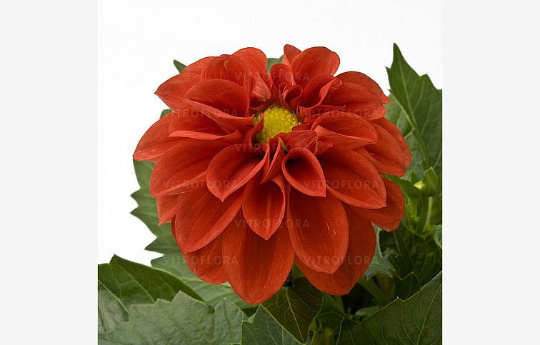 Georgína Dahlietta Select Anna - Dahlia, kont. 0,7 l