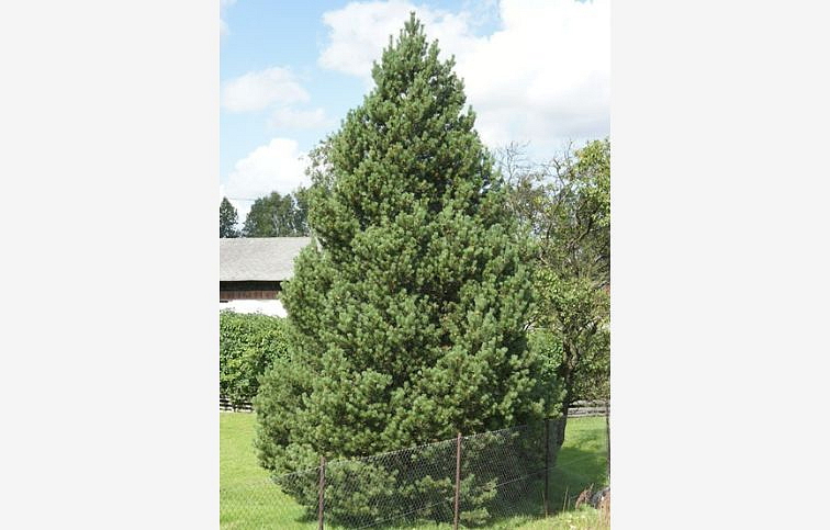 Borovica pyrenejská 30-40cm, kont. 3 l