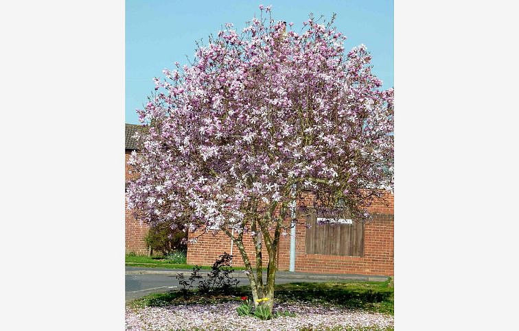 Magnólia Leonard Messel 90-120cm, kont. 10 l