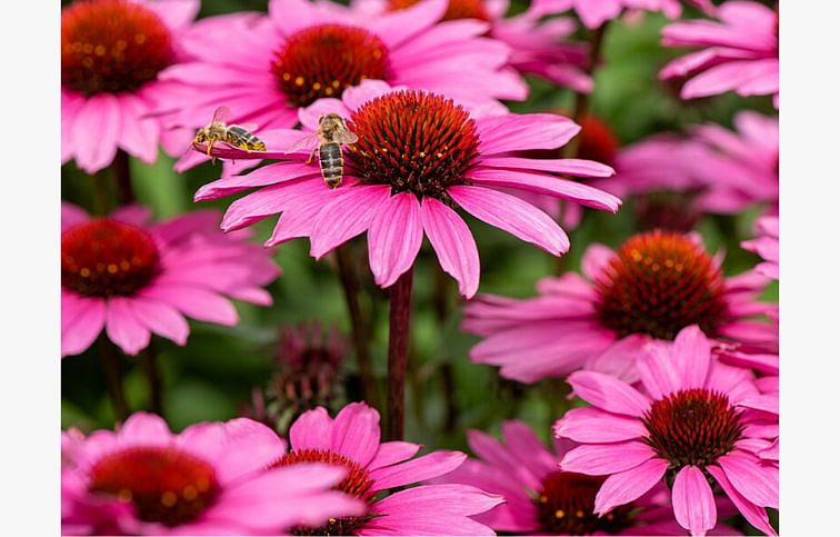 Echinacea purpurová SunMagic Vintage Fuchsia, kont. 1 l
