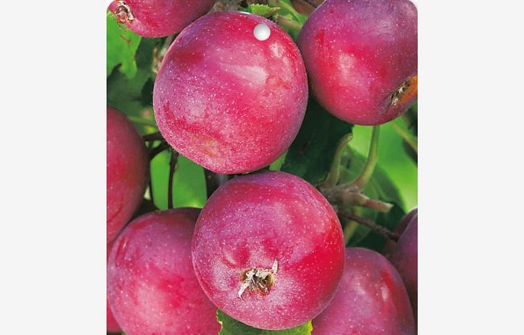 Jabloň stĺpovitá Maypole 80-90cm, podpník M7, voľnok.