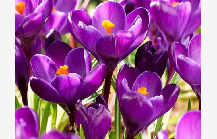 Krokus Remembrance 3 ks v kont. 0,5 l