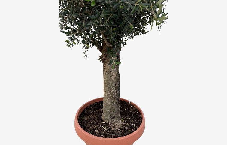 Olivovník európsky na 50-60cm kmienku, výška 160-200 cm, obvod kmeňa 30-40cm, kont. 50 l