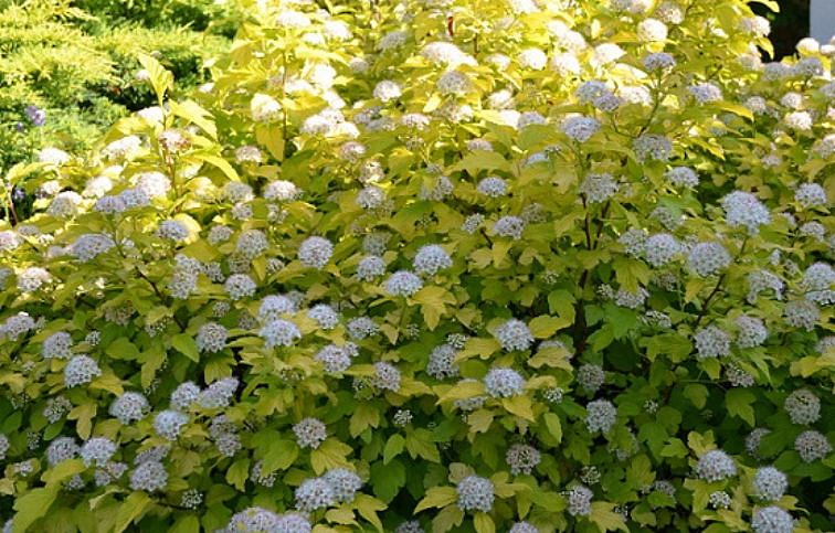 Tavoľa kalinolistá Darts Gold 20-40cm - Physocarpus opulifolius kont. 2 l