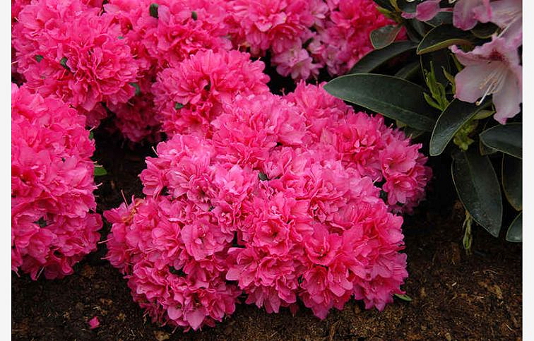 Azalka japonská Rokoko 10-20cm - Azalea japonica kont. 2 l