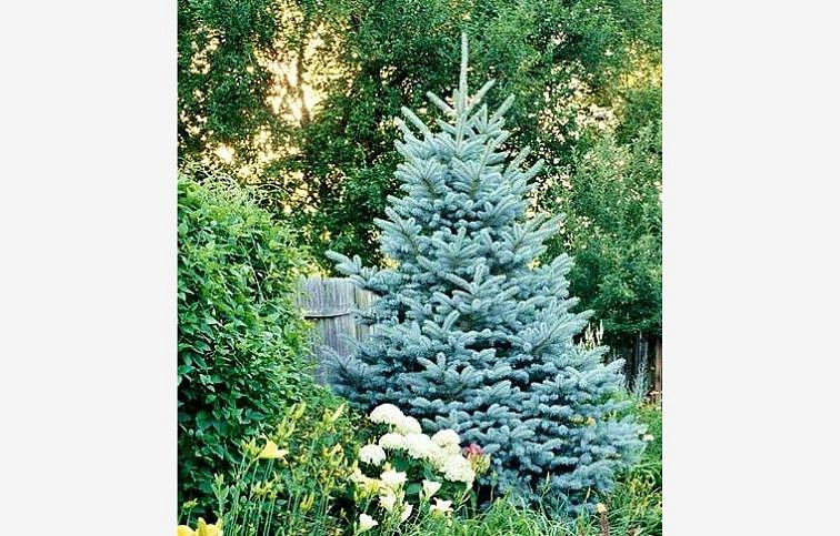 Smrek pichľavý Glauca 35-50cm, kont. p19