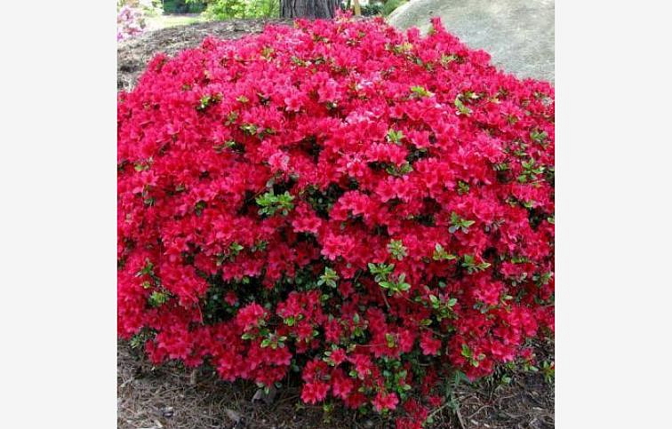 Azalka japonská Maruschka 40-60 cm, kont. 5 l