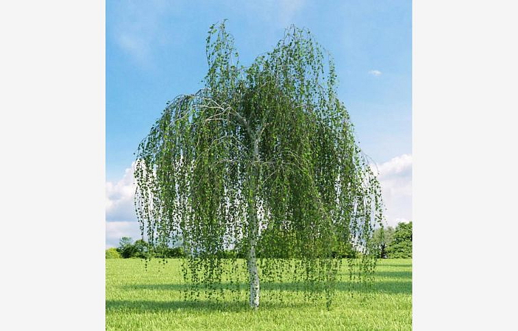 Breza previsnutá YOUNGII Pendula na kmienku 220-250cm, obvod kmeňa 10-12cm, kont. 30 l