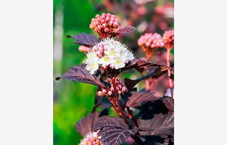 Tavoľa kalinolistá Andre 30-40cm - Physocarpus opulifolius kont. 2 l