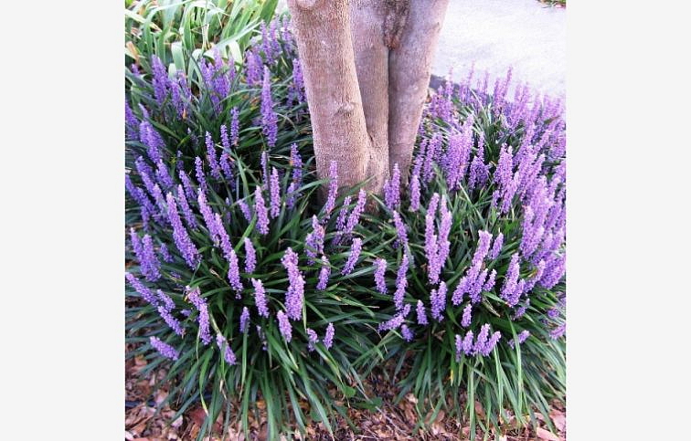 Liriope muscari Royal Purple, kont. p17