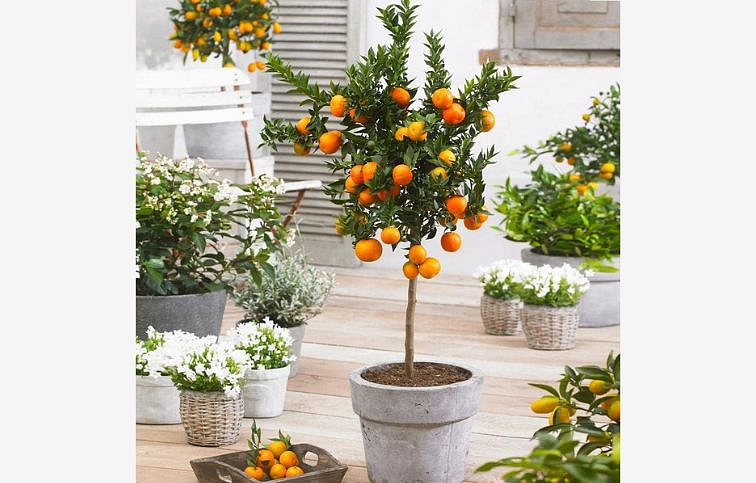 Citrus sinensis - Pomarančovník Arancio na kmienku, výška 60-70 cm, kont. 5 l