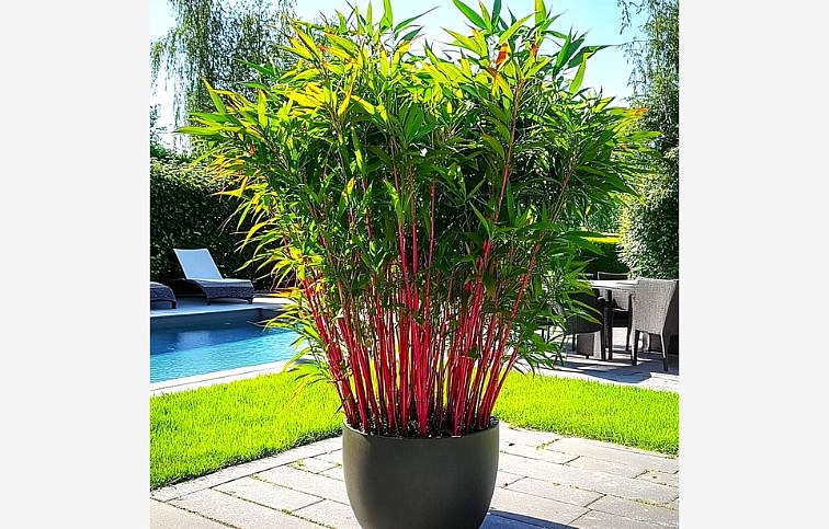 Fargesia Red Dragon neinvazívny 20-30cm, kont. p10