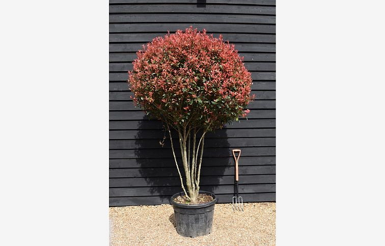 Červienka fraserová Robusta Compact Multikmeň 180-200cm, kont. 90 l