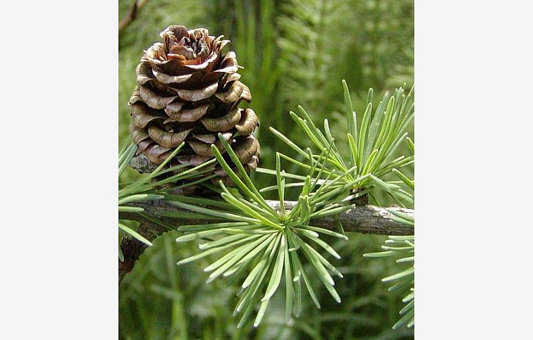 Smrekovec japonský 40-60cm - Larix kaempferi kont. 3 l