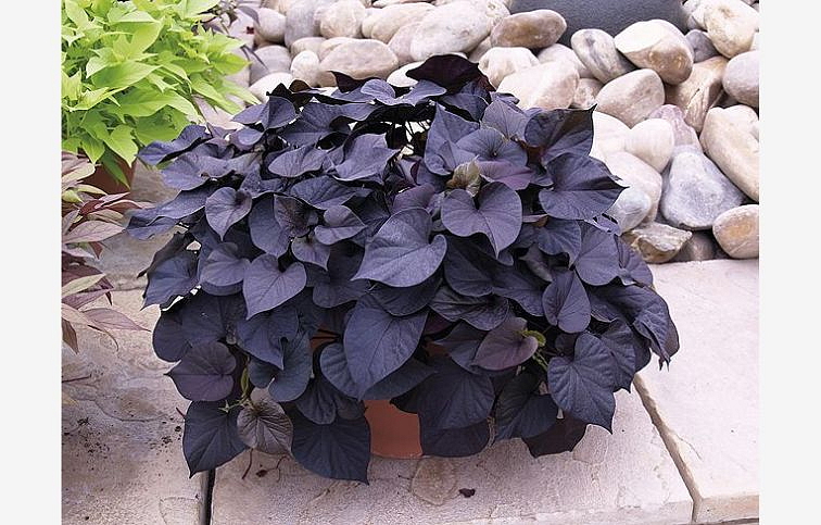 Povojník batatový Black Tone - Ipomea, kont. 0,5 l