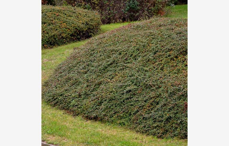 Skalník dammerov Eichholz 20-30cm, kont. 2 l