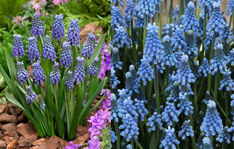 Modrica Blue Magic - Muscari, kont. p9