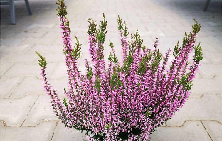 Vres Garden Girls ružový 20-30 cm, kont. p11