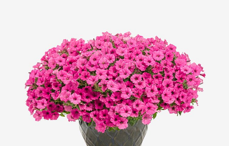 Petúnia Supertunia Vista Mini Vista Hot Pink, kont. 0,5 l
