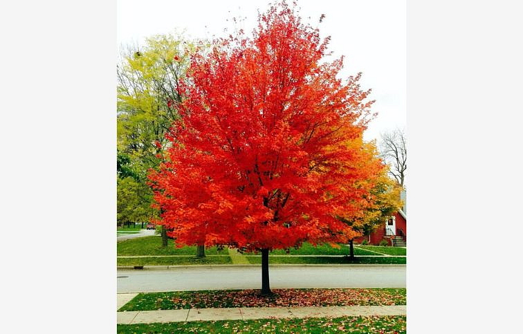 Javor červený na kmienku 250-280 cm, obvod kmeňa 8-10 cm, kont. 30-40 l