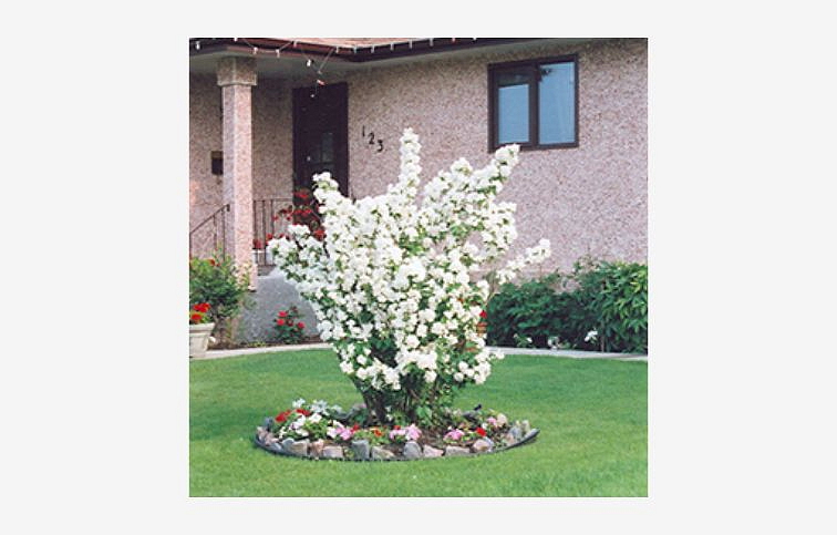 Pajazmín Minnesota Snowflake 20-40cm - Philadelphus kont. 2 l