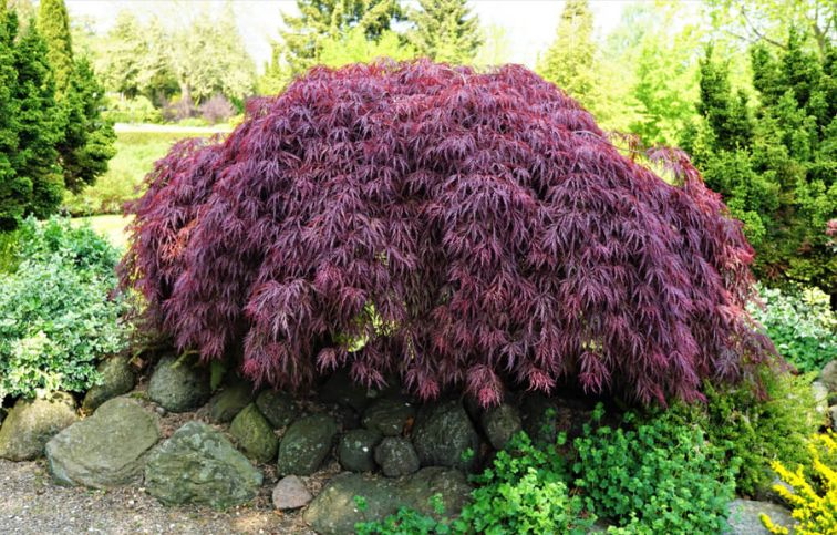 Javor dlaňolistý DISSECTUM INABA-SCHIDARE 50-60 cm minikmeň, kont. 10 l