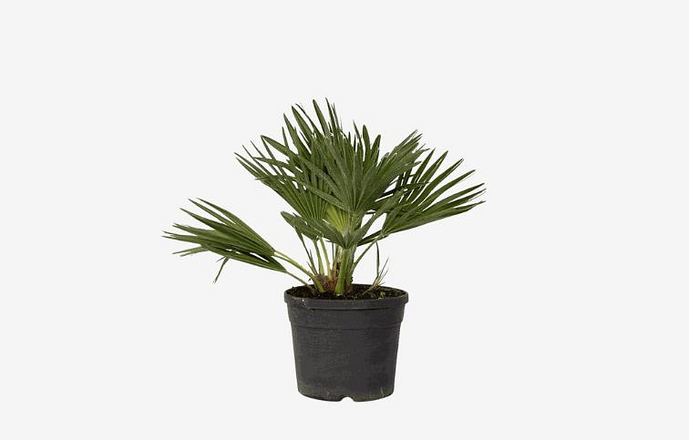 Chamaerops Vulcano cca 40 cm, kont. p24