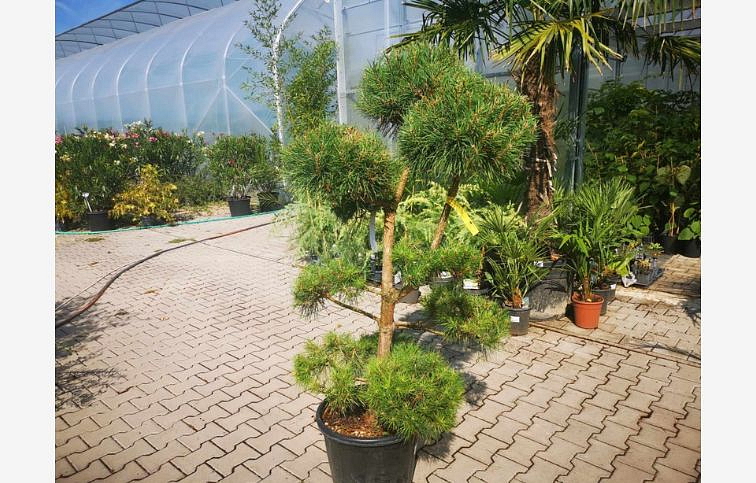 Borovica lesná bonsaj 120-140 cm, kont. 40 l