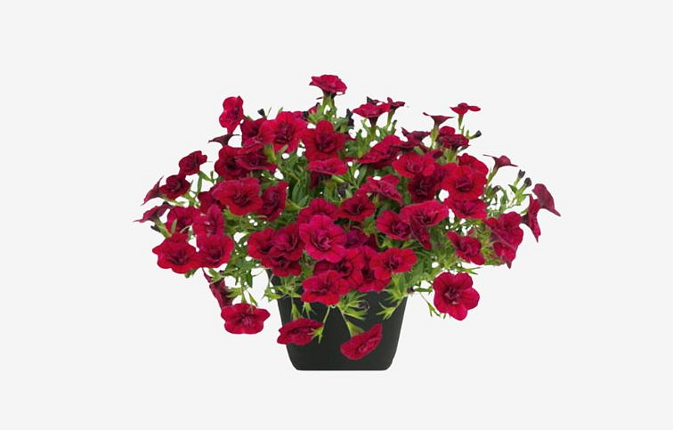 Minipetúnia Million Bells Unique Double Velvet Red - Calibrachoa, kont. 0,5 l