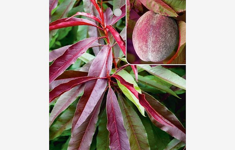 Broskyňa červenolistá Rubira, podpník Rakoniewická, voľnok.