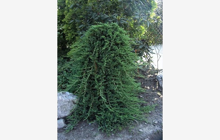 Borievka rozprestretá PRINCE OF WALES na kmienku, výška 50-60 cm, kont. 5 l