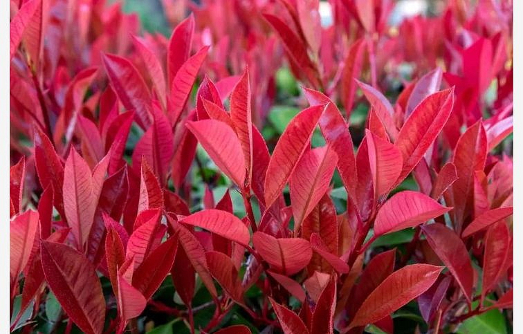 Červienka fraserová CARRE ROUGE 30-40 cm, kont. p9,5