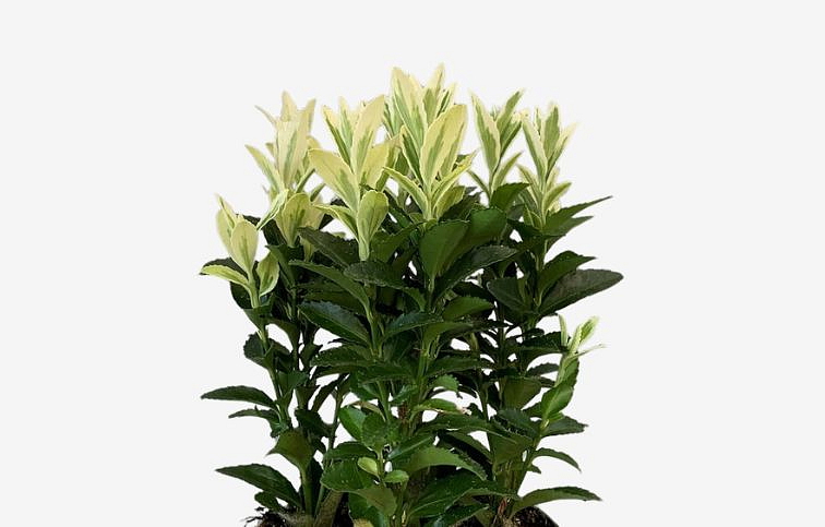 Bršlen japonský Francien cca 20 cm, kont. p13