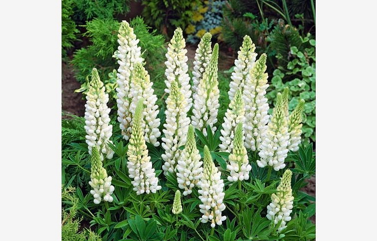 Lupina White, kont. 0,5 l