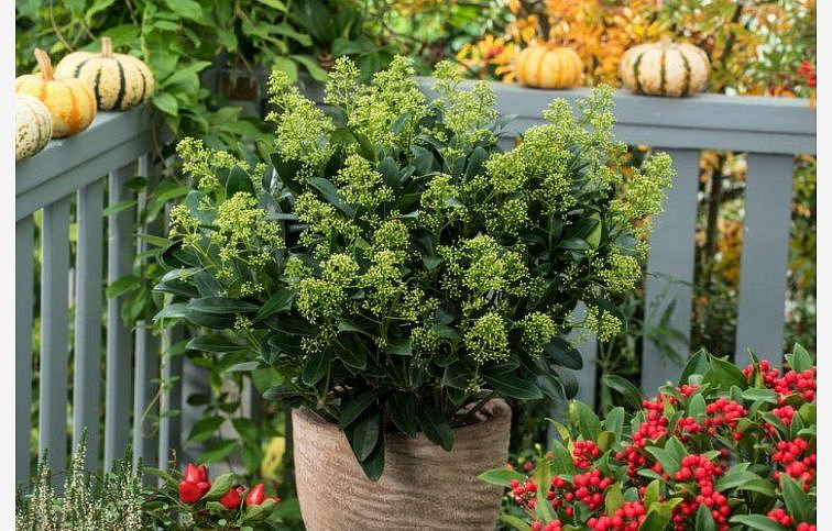 Skimia japonská Finchy 20-30 cm, kont. p10,5