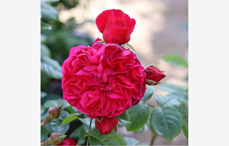 Ruža popínavá Deep Love 140-200 cm - Tantau, kont. 5 l