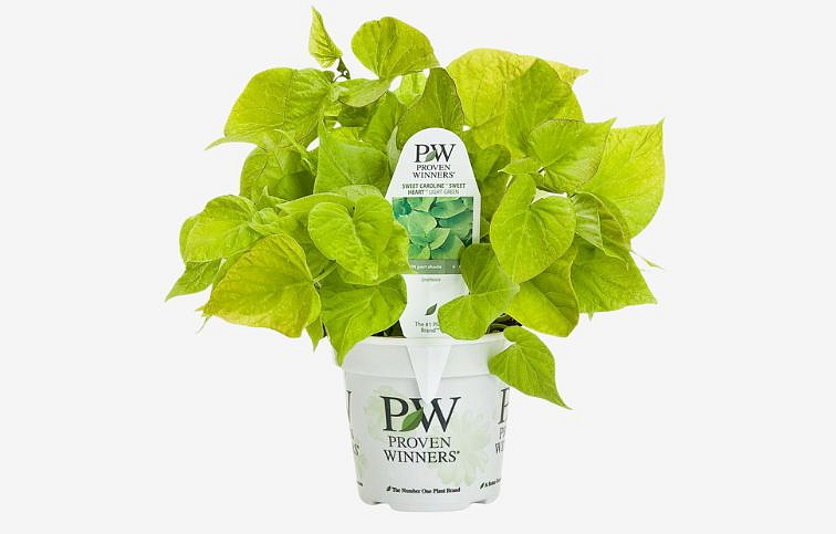 Povojník batatový Sweet Caroline Light Green - Ipomea, kont. 0,5 l