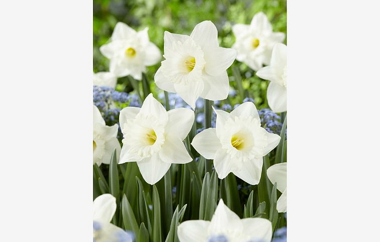 Narcis Geneva - Narcissus, kont. p12